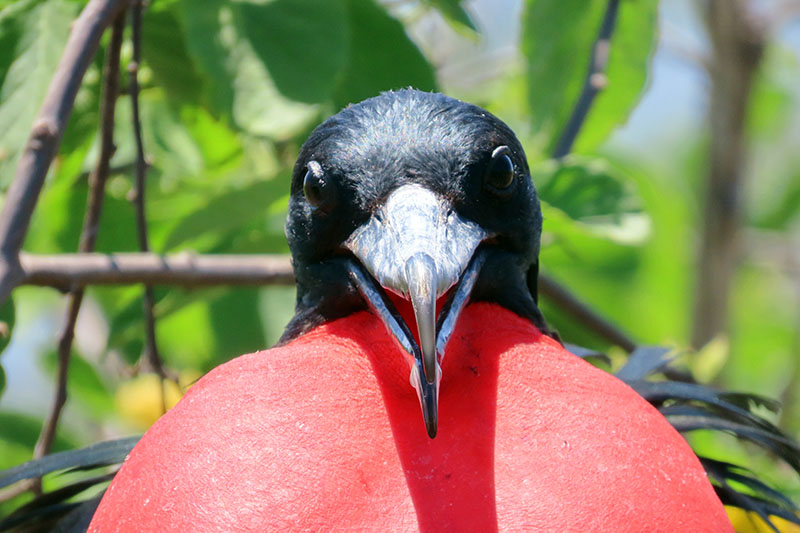 Ecuator