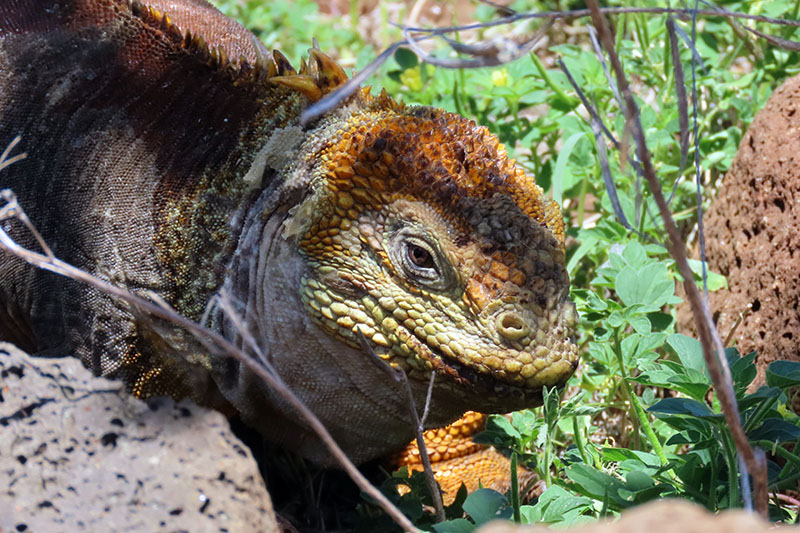 Ecuator