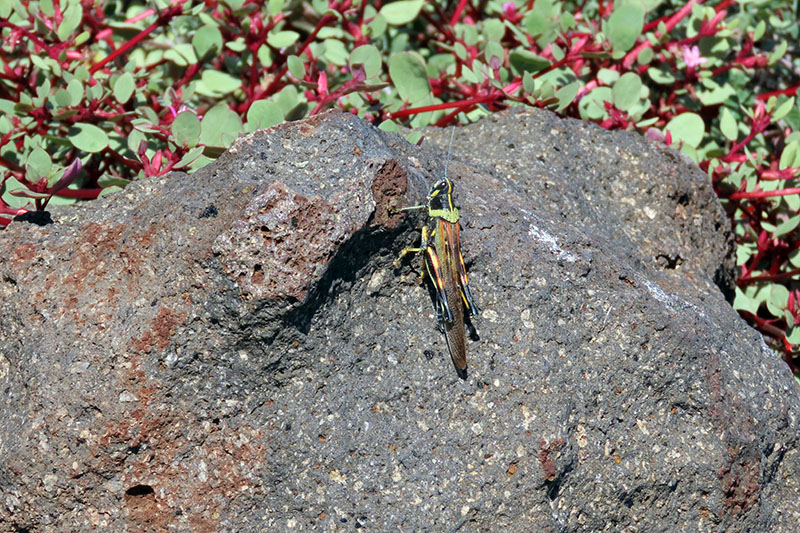 Ecuator