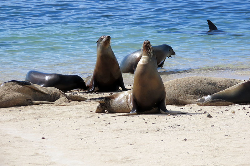 Ecuator