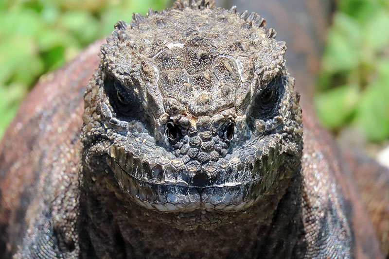 Ecuator